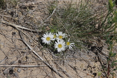 Townsendia grandiflora