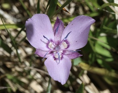 Calochortus nudus