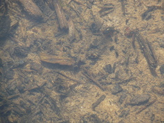 Tropisternus lateralis