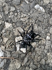 Sphodros niger