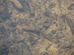 Tropisternus lateralis