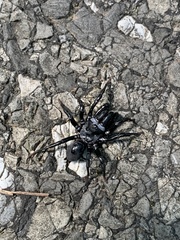 Sphodros niger