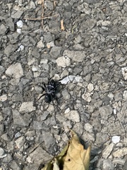 Sphodros niger