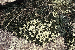 Stackhousia pulvinaris