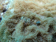 Isopora crateriformis