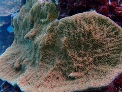 Isopora crateriformis