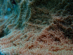 Isopora crateriformis