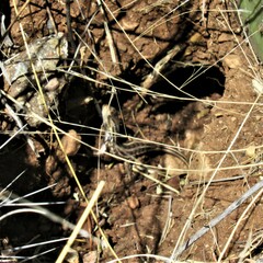 Sceloporus slevini