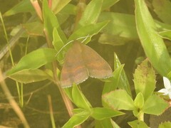 Argyrostrotis deleta