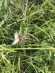 Cirsium horridulum vittatum