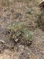 Eriogonum strictum