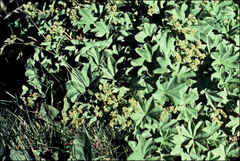 Alchemilla xanthochlora