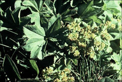 Alchemilla xanthochlora