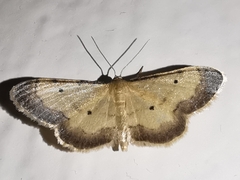 Idaea politaria