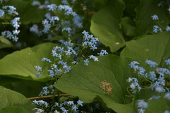 Brunnera sibirica
