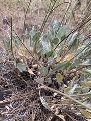 Eriogonum strictum