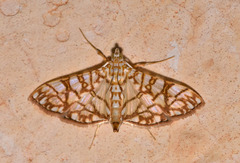 Synclera jarbusalis