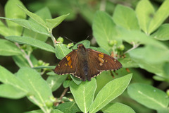 Epargyreus clarus clarus