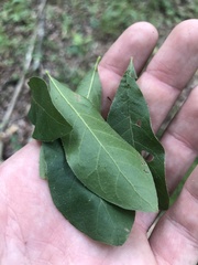 Quercus oglethorpensis