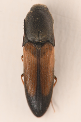 Agriotes apicalis