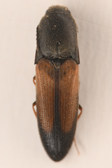 Agriotes apicalis