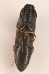 Agriotes apicalis