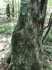 Quercus oglethorpensis
