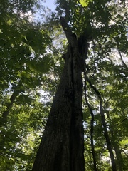 Quercus oglethorpensis