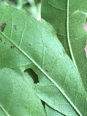 Quercus oglethorpensis