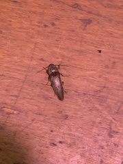 Melanotus castanipes