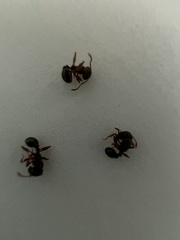 Tetramorium immigrans