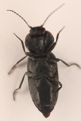 Paracardiophorus