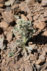 Cryptantha torreyana