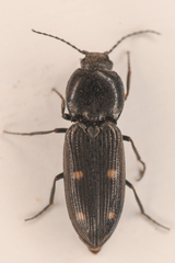 Paracardiophorus