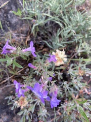 Penstemon gairdneri