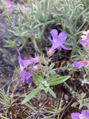 Penstemon gairdneri