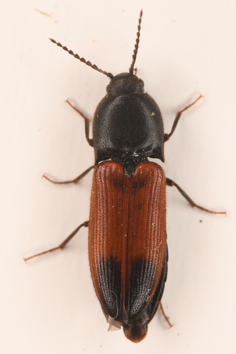 Phelps's Click Beetle