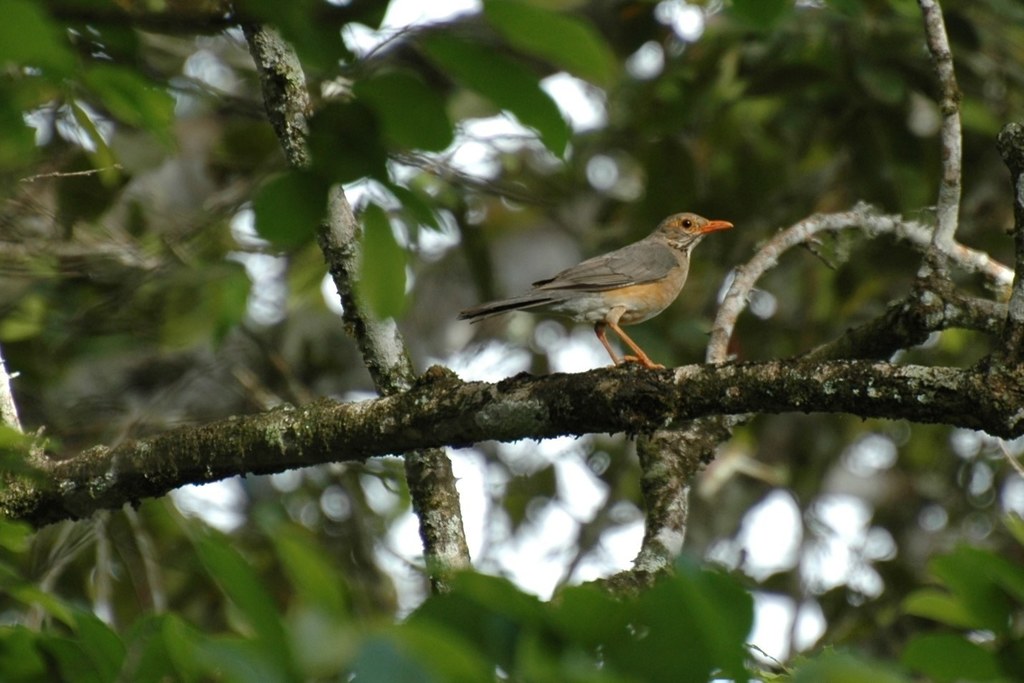 African Bare-Eyed Thrush