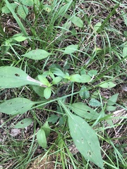 Rudbeckia terranigrae