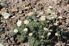 Erigeron compositus