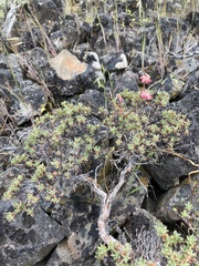 Eriogonum thymoides