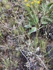 Eriogonum strictum