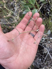 Eriogonum strictum