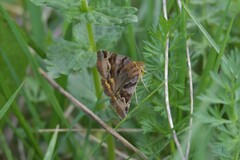 Euclidia glyphica