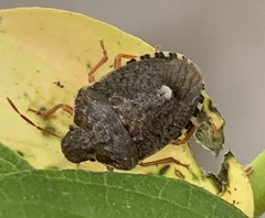 Holcostethus abbreviatus