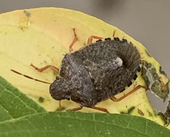 Holcostethus abbreviatus