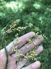 Festuca paradoxa