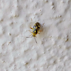 Horciasinus neotropicalis