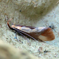 Harpella forficella