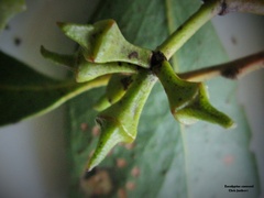 Eucalyptus macrorhyncha cannonii